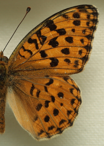 Moroccan High Brown Fritillary Argynnis auresiana (Fruhstorfer, 1908) male. Leg. Morten S. Mlgaard. Aalborg d 31 october 2010. Photographer; Lars Andersen