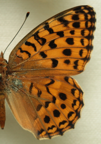 Moroccan High Brown Fritillary Argynnis auresiana (Fruhstorfer, 1908) female. Leg. Morten S. Mlgaard. Aalborg d 31 october 2010. Photographer; Lars Andersen