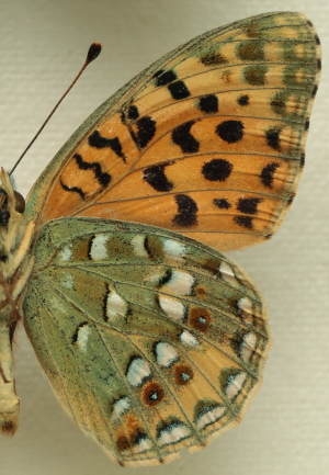 Moroccan High Brown Fritillary Argynnis auresiana (Fruhstorfer, 1908) male. Leg. Morten S. Mlgaard. Aalborg d 31 october 2010. Photographer; Lars Andersen