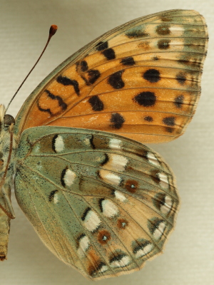 Moroccan High Brown Fritillary Argynnis auresiana (Fruhstorfer, 1908) female. Leg. Morten S. Mlgaard. Aalborg d 31 october 2010. Photographer; Lars Andersen