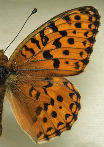 Argynnis auresiana ssp. astrifera (Higgins, 1965) male.Leg. Morten S. Mlgaard. Aalborg d 31 october 2010. Photographer; Lars Andersen