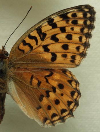 Argynnis auresiana ssp. astrifera (Higgins, 1965) female.Leg. Morten S. Mlgaard. Aalborg d 31 october 2010. Photographer; Lars Andersen