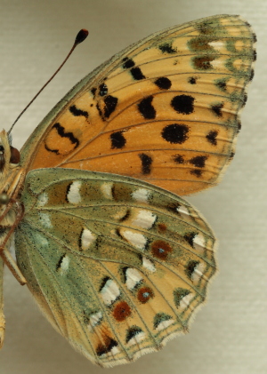 Argynnis auresiana ssp. astrifera (Higgins, 1965) male.Leg. Morten S. Mlgaard. Aalborg d 31 october 2010. Photographer; Lars Andersen