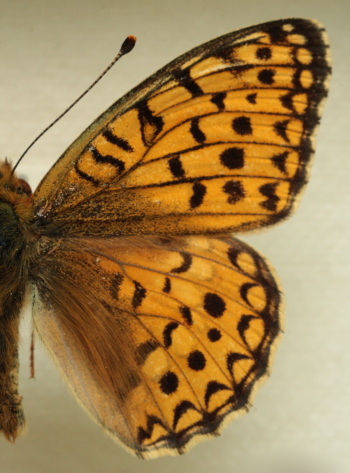 Argynnis (Fabriciana) niobe (Linnaeus, 1758) male. Leg. Morten S. Mlgaard. Aalborg d 31 october 2010. Photographer; Lars Andersen