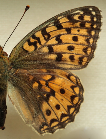 Argynnis (Fabriciana) niobe (Linnaeus, 1758) female. Leg. Morten S. Mlgaard. Aalborg d 31 october 2010. Photographer; Lars Andersen