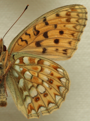 Argynnis (Fabriciana) niobe (Linnaeus, 1758) male. Leg. Morten S. Mlgaard. Aalborg d 31 october 2010. Photographer; Lars Andersen