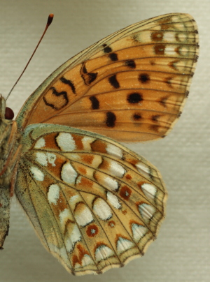 Argynnis (Fabriciana) niobe (Linnaeus, 1758) female. Leg. Morten S. Mlgaard. Aalborg d 31 october 2010. Photographer; Lars Andersen