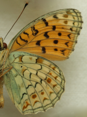 Argynnis (Fabriciana) niobe (Linnaeus, 1758) f.eris male. Leg. Morten S. Mlgaard. Aalborg d 31 october 2010. Photographer; Lars Andersen