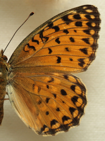 Argynnis(Fabriciana) elisa (Godart, 1823) female. Leg. Morten S. Mlgaard. Aalborg d 31 october 2010. Photographer; Lars Andersen