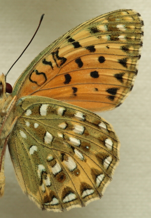 Argynnis(Fabriciana) elisa (Godart, 1823) male. Leg. Morten S. Mlgaard. Aalborg d 31 october 2010. Photographer; Lars Andersen