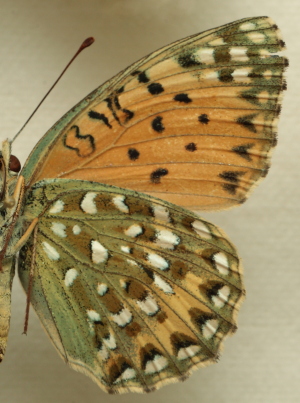 Argynnis(Fabriciana) elisa (Godart, 1823) female. Leg. Morten S. Mlgaard. Aalborg d 31 october 2010. Photographer; Lars Andersen