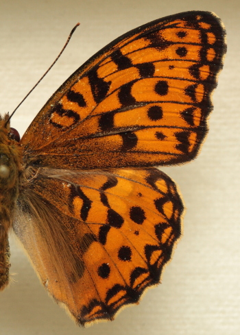 Argynnis (Fabriciana) adippe ([Denis & Schiffermller], 1775) male. Leg. Morten S. Mlgaard. Aalborg d 31 october 2010. Photographer; Lars Andersen