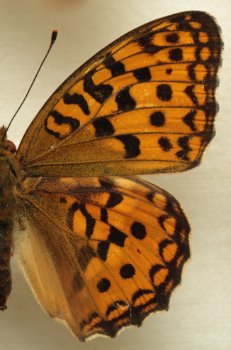 Argynnis (Fabriciana) adippe ([Denis & Schiffermller], 1775) female. Leg. Morten S. Mlgaard. Aalborg d 31 october 2010. Photographer; Lars Andersen