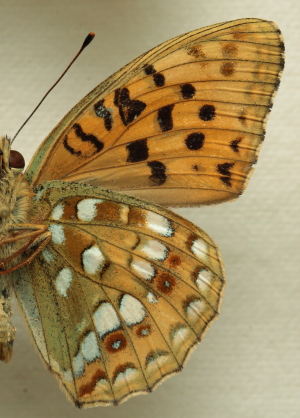 Argynnis (Fabriciana) adippe ([Denis & Schiffermller], 1775) male. Leg. Morten S. Mlgaard. Aalborg d 31 october 2010. Photographer; Lars Andersen