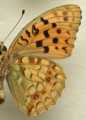 Argynnis (Fabriciana) adippe f. cleodoxa (Ochsenheimer, 1816) male. Leg. Morten S. Mlgaard. Aalborg d 31 october 2010. Photographer; Lars Andersen