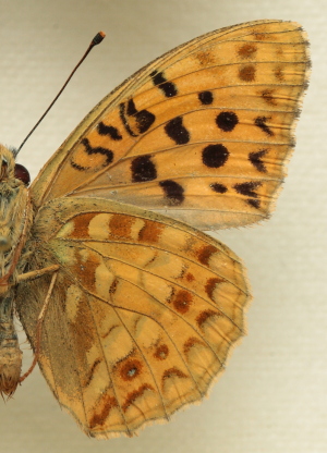 Argynnis (Fabriciana) adippe f. cleodoxa (Ochsenheimer, 1816) male. Leg. Morten S. Mlgaard. Aalborg d 31 october 2010. Photographer; Lars Andersen