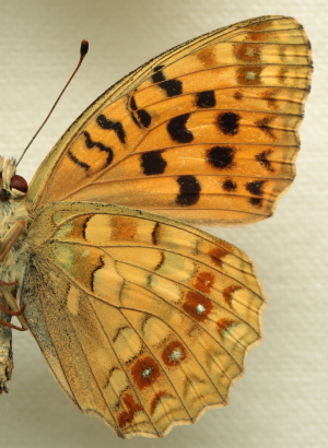 Argynnis (Fabriciana) adippe f. cleodoxa (Ochsenheimer, 1816) female. Leg. Morten S. Mlgaard. Aalborg d 31 october 2010. Photographer; Lars Andersen