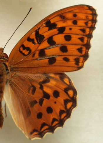 Argynnis (Fabriciana) adippe ssp. chlorodippe (Herrich-Schffer, 1851) male. Leg. Morten S. Mlgaard. Aalborg d 31 october 2010. Photographer; Lars Andersen