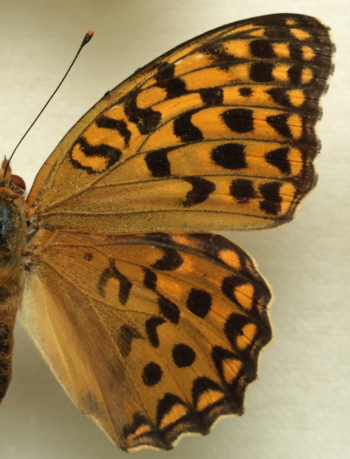 Argynnis (Fabriciana) adippe ssp.  chlorodippe (Herrich-Schffer, 1851) female. Leg. Morten S. Mlgaard. Aalborg d 31 october 2010. Photographer; Lars Andersen