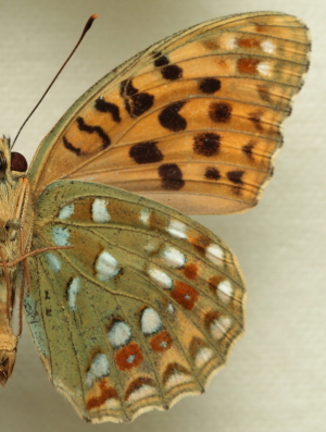 Argynnis (Fabriciana) adippe ssp.  chlorodippe Herrich-Schffer, [1851] male. Leg. Morten S. Mlgaard. Aalborg d 31 october 2010. Photographer; Lars Andersen