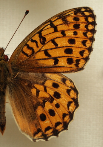 Argynnis (Mesoacidalia) aglaja (Linnaeus, 1758) male. Leg. Morten S. Mlgaard. Aalborg d 31 october 2010. Photographer; Lars Andersen