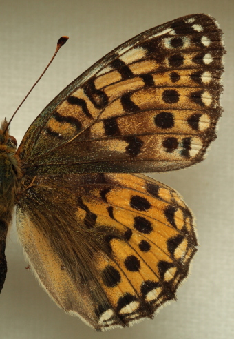 Argynnis (Mesoacidalia) aglaja (Linnaeus, 1758) female. Leg. Morten S. Mlgaard. Aalborg d 31 october 2010. Photographer; Lars Andersen