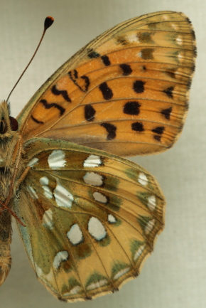 Argynnis (Mesoacidalia) aglaja (Linnaeus, 1758) male. Leg. Morten S. Mlgaard. Aalborg d 31 october 2010. Photographer; Lars Andersen