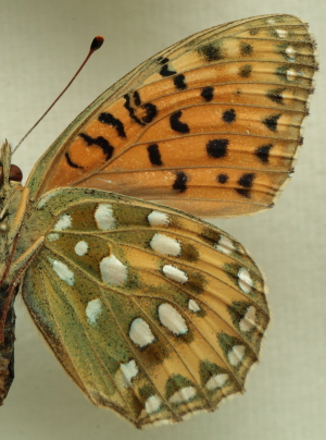 Argynnis (Mesoacidalia) aglaja (Linnaeus, 1758) female. Leg. Morten S. Mlgaard. Aalborg d 31 october 2010. Photographer; Lars Andersen