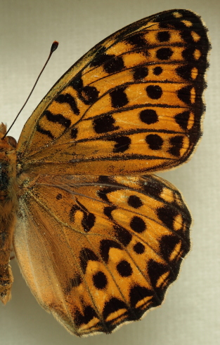 Argynnis (Mesoacidalia) lyauteyi (Oberthr, 1920) male. Leg. Morten S. Mlgaard. Aalborg d 31 october 2010. Photographer; Lars Andersen