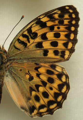 Argynnis (Mesoacidalia) lyauteyi (Oberthr, 1920) female. Leg. Morten S. Mlgaard. Aalborg d 31 october 2010. Photographer; Lars Andersen