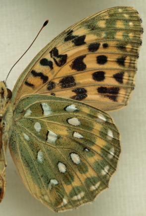 Argynnis (Mesoacidalia) lyauteyi (Oberthr, 1920) male. Leg. Morten S. Mlgaard. Aalborg d 31 october 2010. Photographer; Lars Andersen