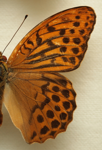 Argynnis (Argynnis) paphia (Linnaeus, 1758) ssp.: immaculata (Bellier, 1862) male. Leg. Morten S. Mlgaard. Aalborg d 31 october 2010. Photographer; Lars Andersen