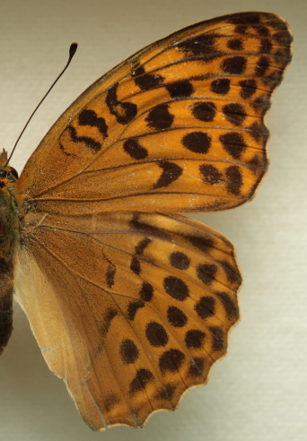 Argynnis (Argynnis) paphia (Linnaeus, 1758) ssp.: immaculata (Bellier, 1862) female. Leg. Morten S. Mlgaard. Aalborg d 31 october 2010. Photographer; Lars Andersen