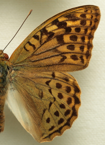 Argynnis(Pandoriana) pandora (Denis & Schiffermller, 1775) male. Leg. Morten S. Mlgaard. Aalborg d 31 october 2010. Photographer; Lars Andersen