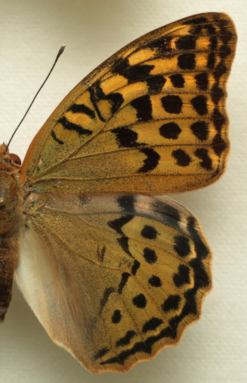 Argynnis(Pandoriana) pandora (Denis & Schiffermller, 1775) female. Leg. Morten S. Mlgaard. Aalborg d 31 october 2010. Photographer; Lars Andersen