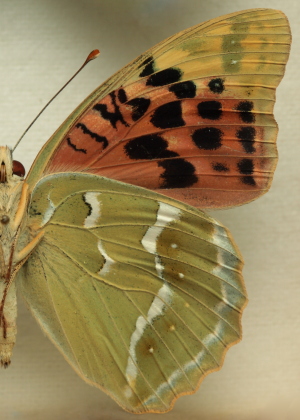 Argynnis(Pandoriana) pandora (Denis & Schiffermller, 1775) female. Leg. Morten S. Mlgaard. Aalborg d 31 october 2010. Photographer; Lars Andersen