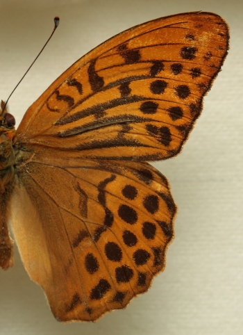 Argynnis (Argynnis) paphia (Linnaeus, 1758) male. Leg. Morten S. Mlgaard. Aalborg d 31 october 2010. Photographer; Lars Andersen