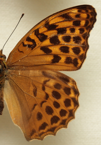 Argynnis (Argynnis) paphia (Linnaeus, 1758) female. Leg. Morten S. Mlgaard. Aalborg d 31 october 2010. Photographer; Lars Andersen