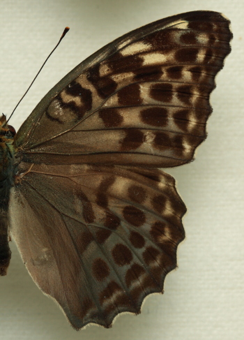 Argynnis (Argynnis) paphia (Linnaeus, 1758) female, f. valesina (Esper, 1798).  Leg. Morten S. Mlgaard. Aalborg d 31 october 2010. Photographer; Lars Andersen