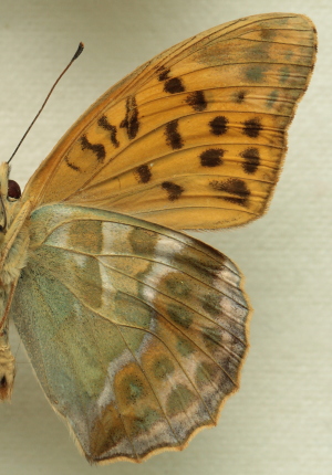 Argynnis (Argynnis) paphia (Linnaeus, 1758) male. Leg. Morten S. Mlgaard. Aalborg d 31 october 2010. Photographer; Lars Andersen