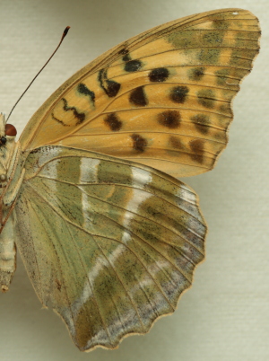 Argynnis (Argynnis) paphia (Linnaeus, 1758) female. Leg. Morten S. Mlgaard. Aalborg d 31 october 2010. Photographer; Lars Andersen