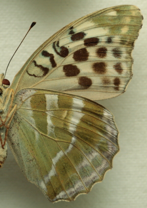 Argynnis (Argynnis) paphia (Linnaeus, 1758) female, f. valesina (Esper, 1798).  Leg. Morten S. Mlgaard. Aalborg d 31 october 2010. Photographer; Lars Andersen