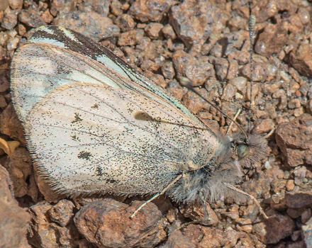 Pierphulia rosea (Ureta, 1956). Nationalpark Eduardo Avaroa, Sur Lipez Province, Bolivia d. 22 - 24 october2016. Photographer; Gottfried Siebel