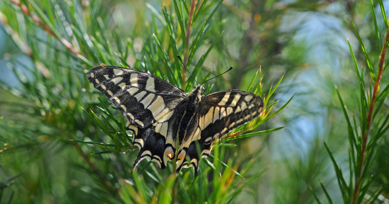 Svalehale, Papilio machaon. Kreta, Grækenland d. 9 juni 2009. Fotograf; John Vergo