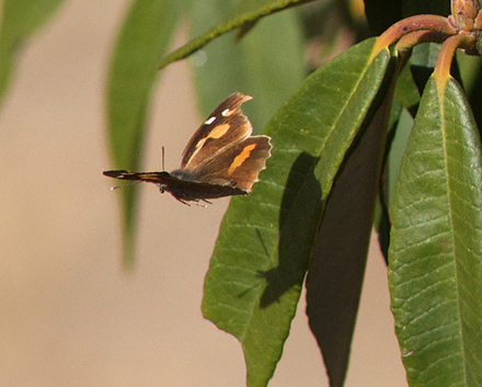 Snudesommerfugl, Libythea celtis ssp. lepita. Pangot Nainital i Uttarhankhand, Indien d. 22 februar 2011. Fotograf Troells Melgaard