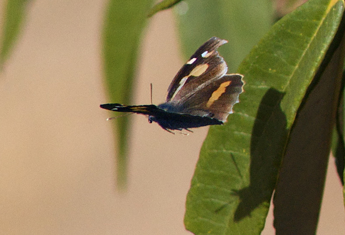 Snudesommerfugl, Libythea celtis ssp. lepita. Pangot i Uttarhankhand, Indien d. 22 februar 2011. Fotograf Troells Melgaard