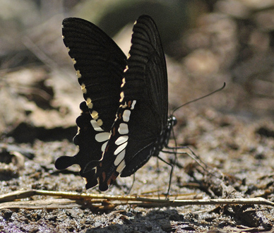 Common Mormon, Papilio polytes romolus. Kulekhani, Nepal d. 28 februar 2011. Fotograf; Troells Melgaard