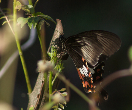 Papilio helenus. Kulekhani, Nepal d. 28 februar 2011. Fotograf; Troells Melgaard