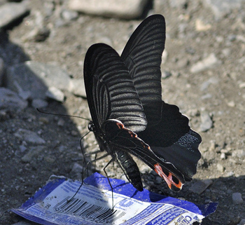 Spangle, Papilio protenor euprotenor. Kulekhani, Nepal d. 28 februar 2011. Fotograf; Troells Melgaard