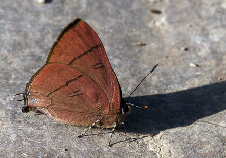 Copper Flash , Artippe pheritima petosiris.  Chitwan National Park, Nepal d. 4 marts 2011. Fotograf; Troells Melgaard